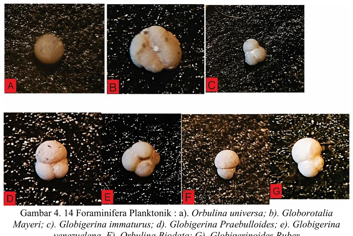 Planktonic foraminiferal plate from calcareous sandstone