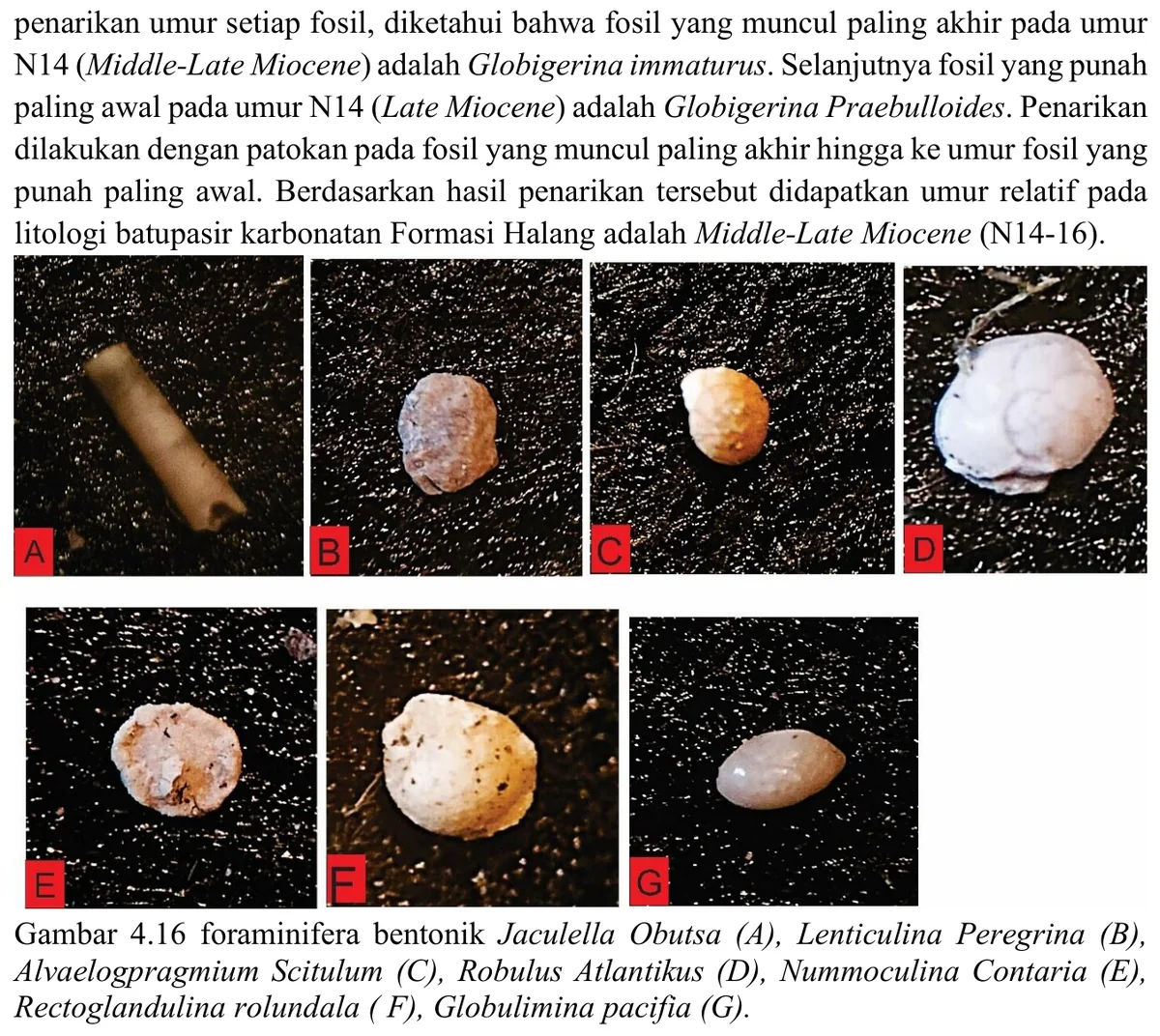 Benthic foraminiferal plate from LP59