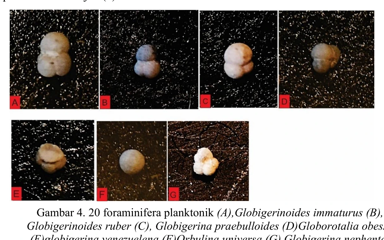 Planktonic foraminiferal plate from claystone