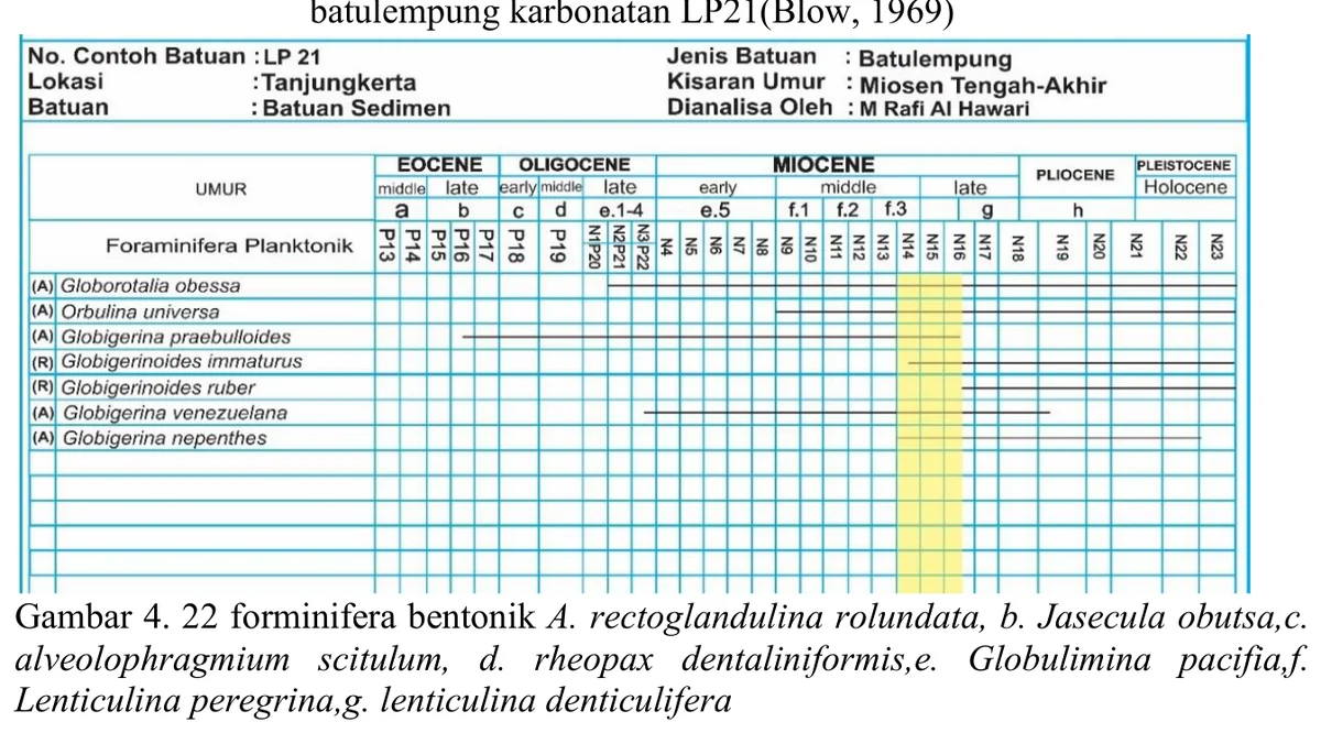 Benthic foraminiferal plate from LP21