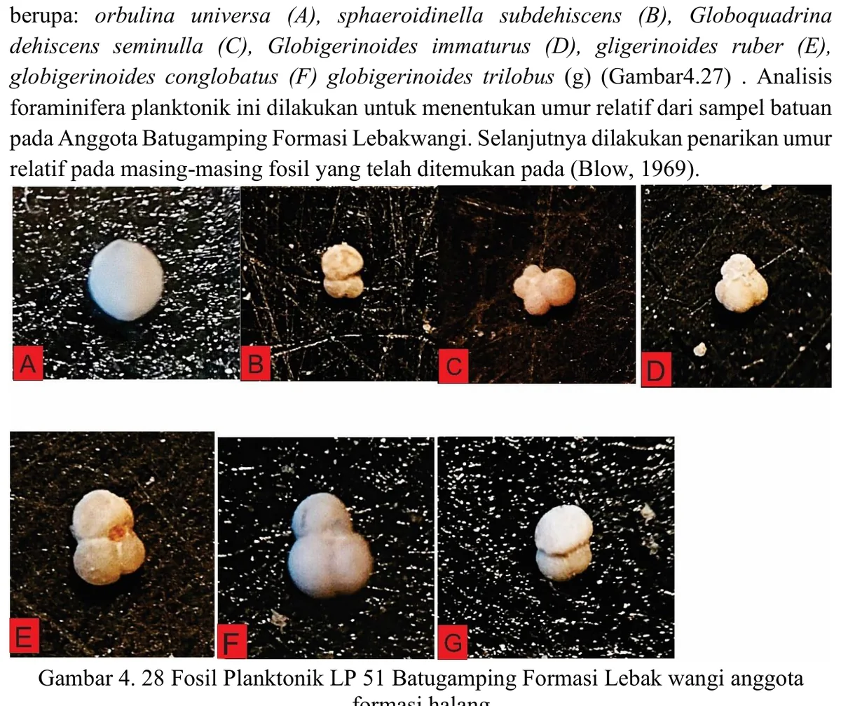 Planktonic foraminiferal plate from LP51 limestone