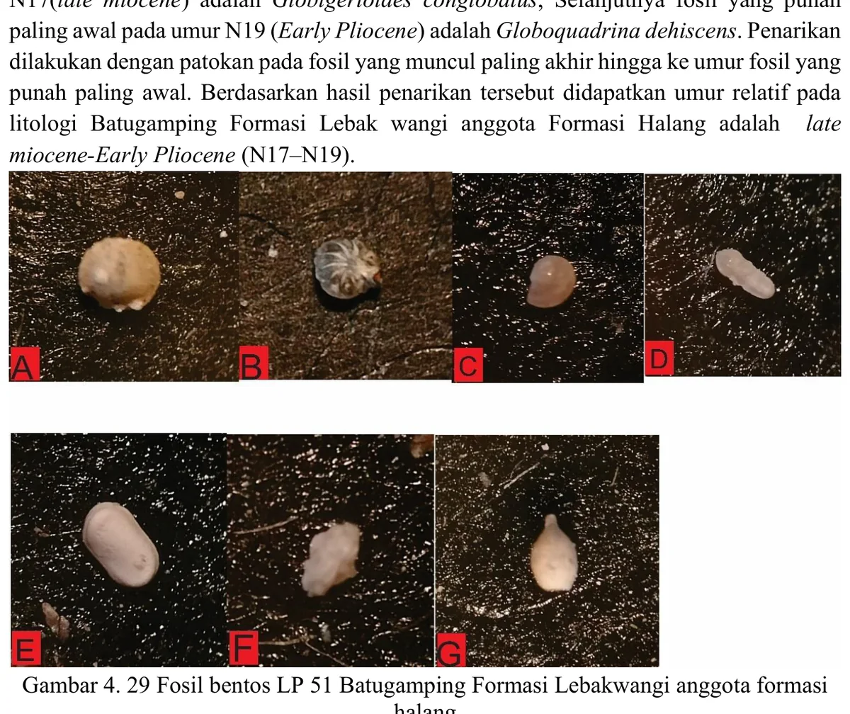 Benthic foraminiferal plate from LP51 limestone
